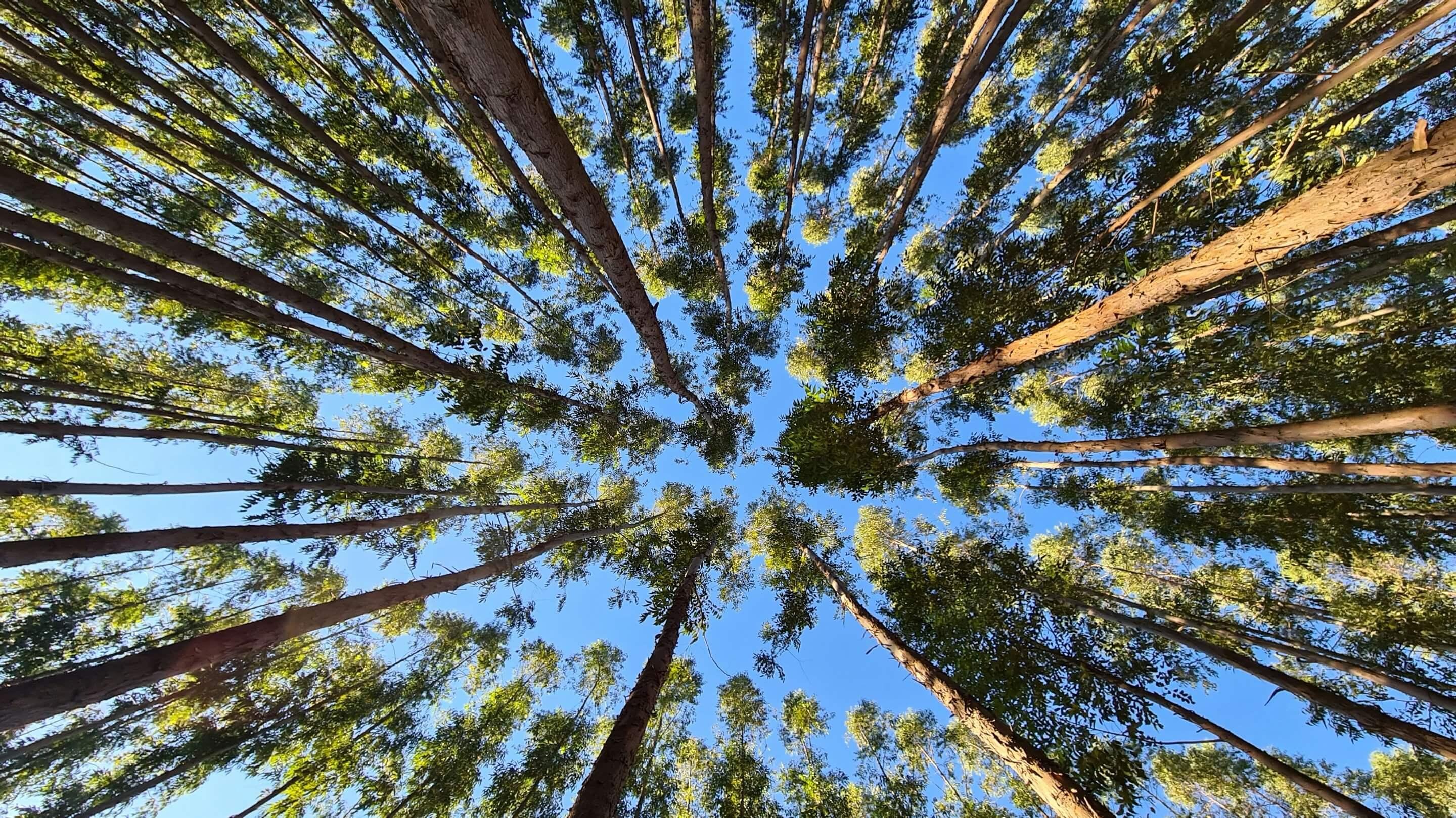 Tratamento de sementes de soja