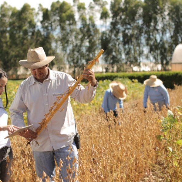 Produtor rural observando a lavoura de soja durante a colheita